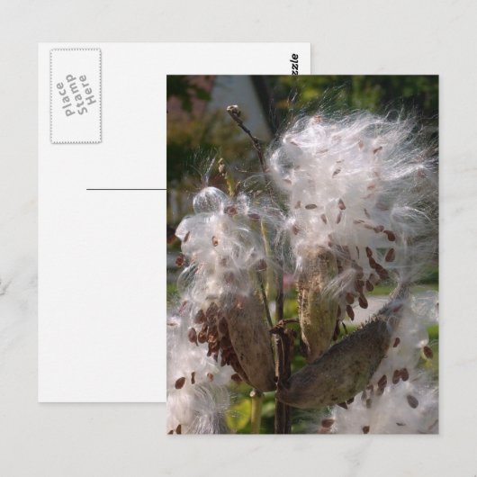 ポッド ポストカード (正面/裏面)