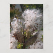 ポッド ポストカード (正面)