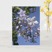 ポテトつる植物 カード (黄色い花)