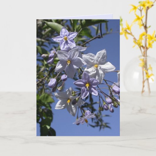 ポテトつる植物 カード (黄色い花)