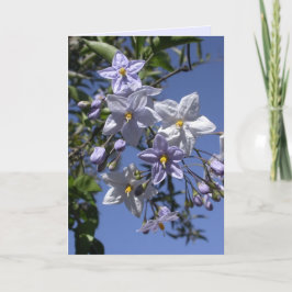 ポテトつる植物 カード