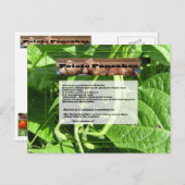 ポテトパンケーキレシピはがき ポストカード (正面/裏面)