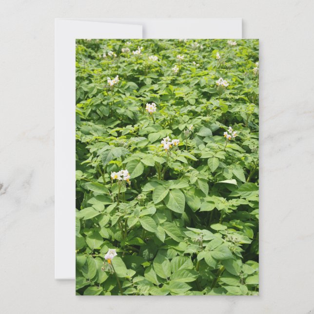 ポテトフィールド (正面)