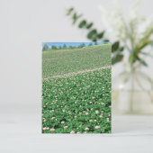 ポテトフィールド3 ポストカード (スタンド正面)