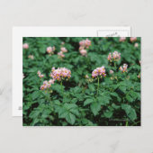 ポテトフィールド ポストカード (正面/裏面)