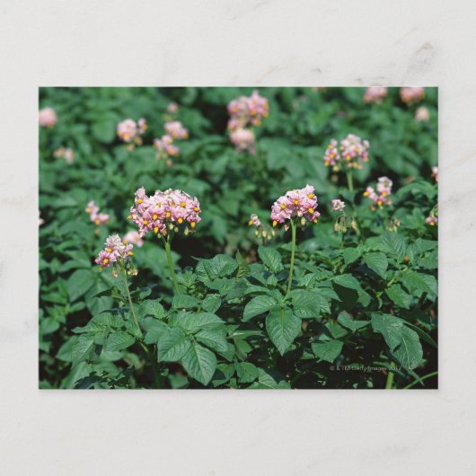 ポテトフィールド ポストカード (正面)