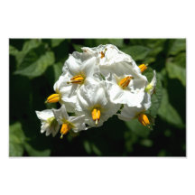 ポテトフラワーズプリント