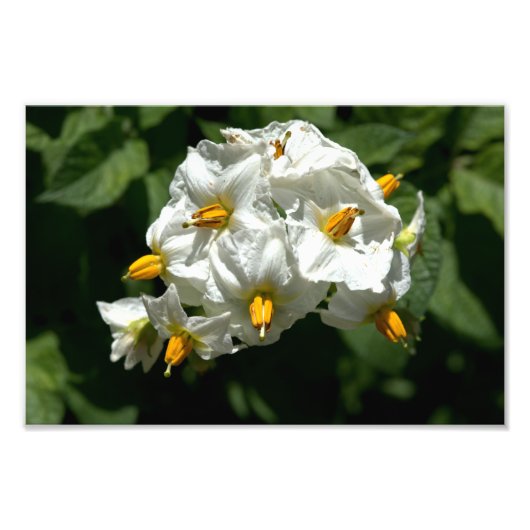 ポテトフラワーズプリント フォトプリント            (正面)