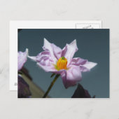 ポテトフラワー ポストカード (正面/裏面)