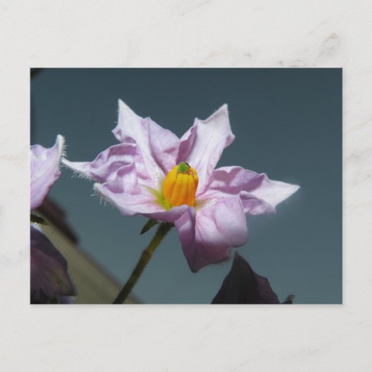 ポテトフラワー ポストカード (正面)