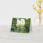 ポテト・ブラッズ・ノテカード カード (黄色い花)