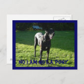 ポニーじゃないよ ポストカード (正面/裏面)