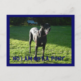 ポニーじゃないよ ポストカード