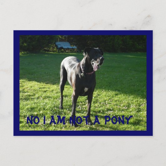 ポニーじゃないよ ポストカード (正面)