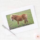 ポニーステッカー 長方形シール (封筒)