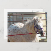 ポニー岬 ポストカード (正面/裏面)