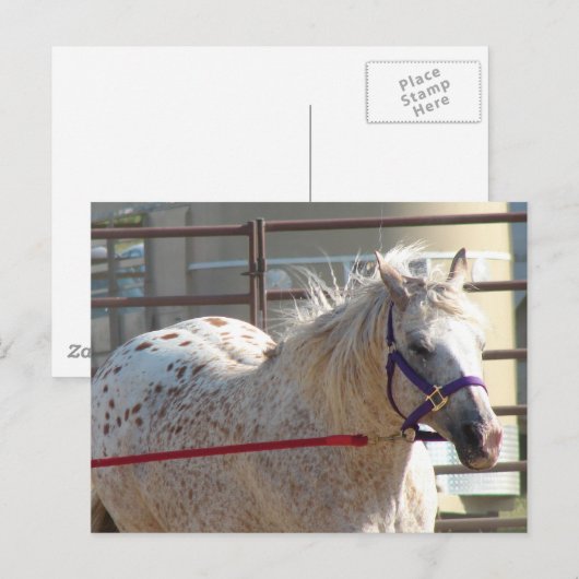 ポニー岬 ポストカード (正面/裏面)