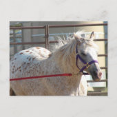 ポニー岬 ポストカード (正面)