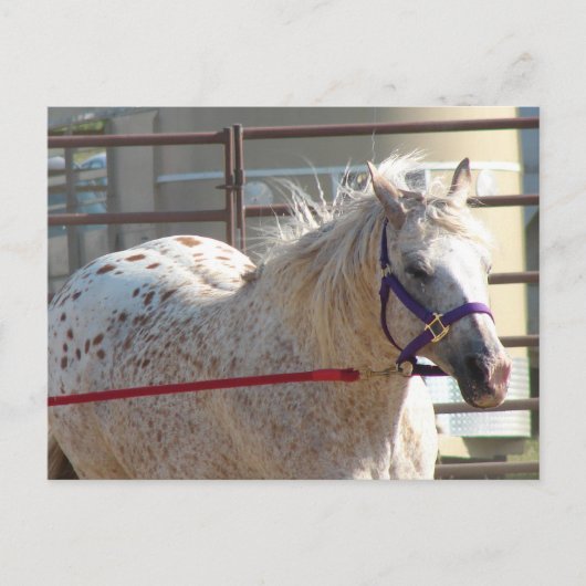 ポニー岬 ポストカード (正面)