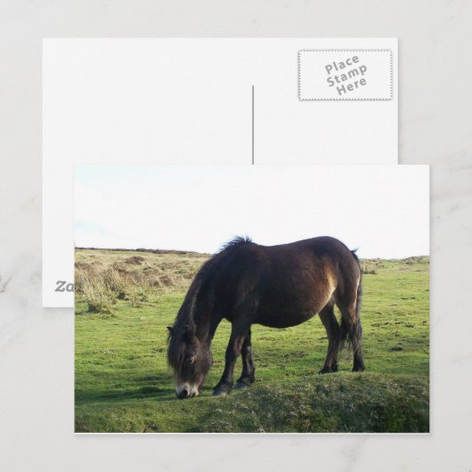 ポニー島 ポストカード (正面/裏面)