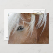 ポニー葉書 ポストカード (正面/裏面)