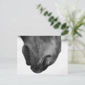 ポニー1の鼻 ポストカード (スタンド正面)