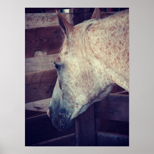 ポニー・オブ・アメリカ・イン・ストール ポスター (正面)