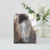 ポニー ポストカード (スタンド正面)