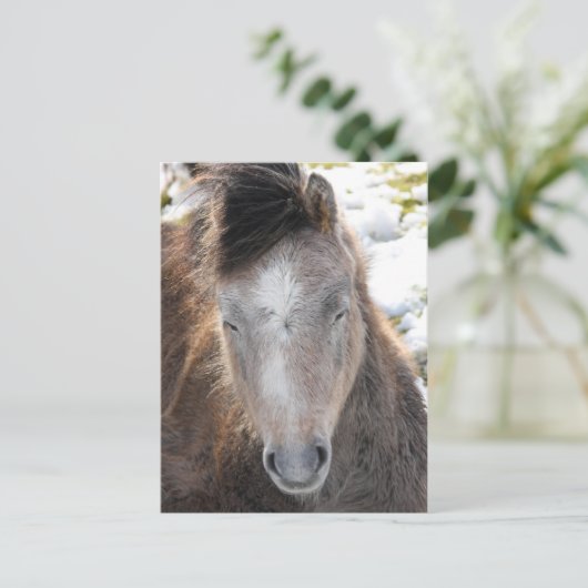 ポニー ポストカード (スタンド正面)