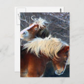 ポニー ポストカード (正面/裏面)