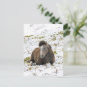 ポニー ポストカード (スタンド正面)