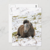 ポニー ポストカード (正面/裏面)