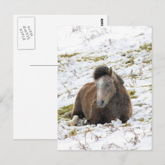 ポニー ポストカード (正面/裏面)