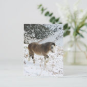 ポニー ポストカード (スタンド正面)