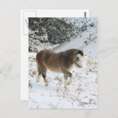 ポニー ポストカード (正面/裏面)