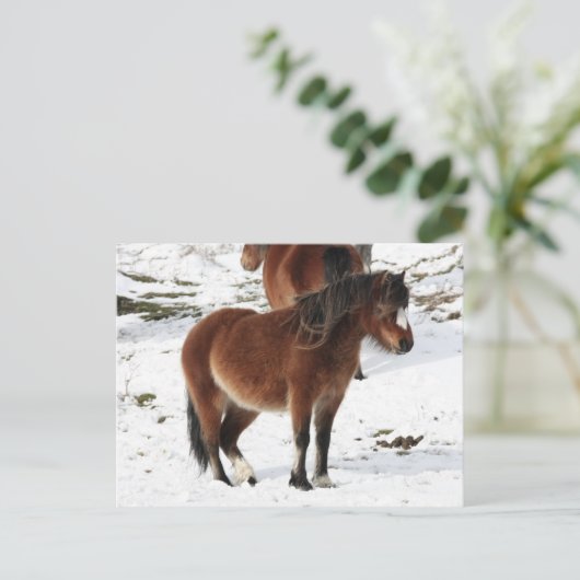 ポニー ポストカード (スタンド正面)