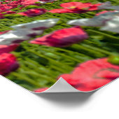 ポピカラフルー・フィールド写真バイブル・バース・ポスター ポスター (角)