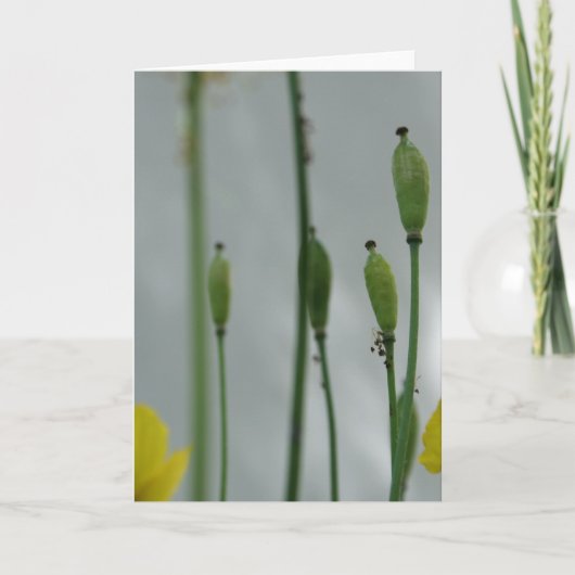 ポピーとシェード11花の写真グリーティングC カード (正面)