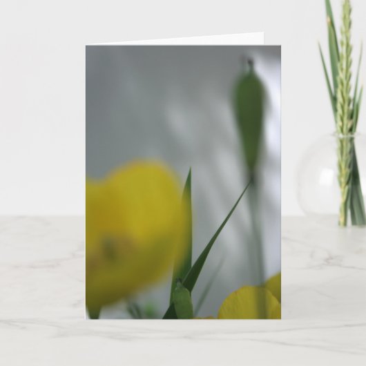 ポピーとシェード4花の写真グリーティングC カード (正面)