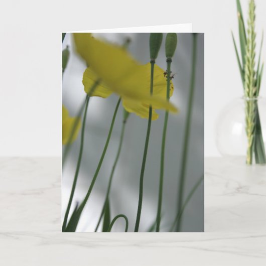 ポピーとシェード8花の写真グリーティングC カード (正面)