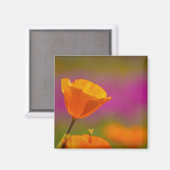 ポピーとピンク マグネット (正面/裏面)