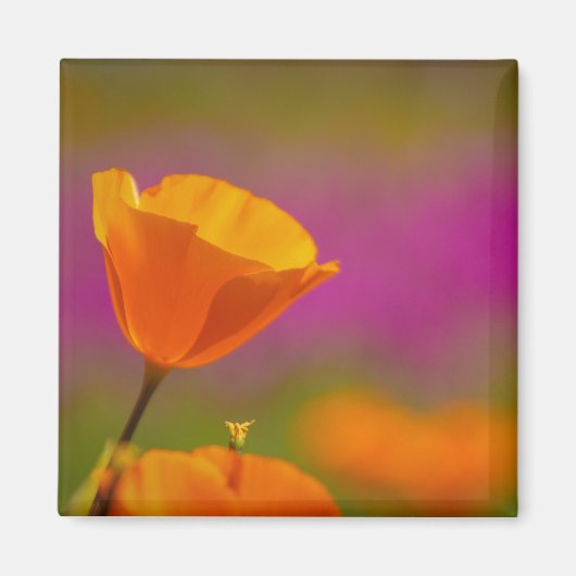 ポピーとピンク マグネット (正面)