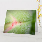 ポピーのクローズアップ カード (黄色い花)