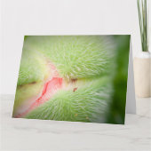 ポピーのクローズアップ カード (正面)