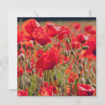 ポピーの挨拶カード