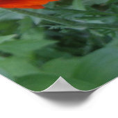 ポピーの水疱 ポスター (角)