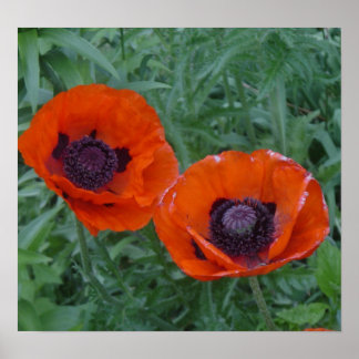 ポピーの水疱 ポスター