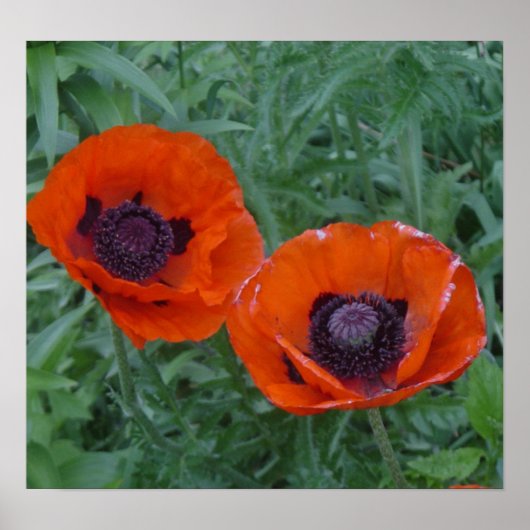 ポピーの水疱 ポスター (正面)