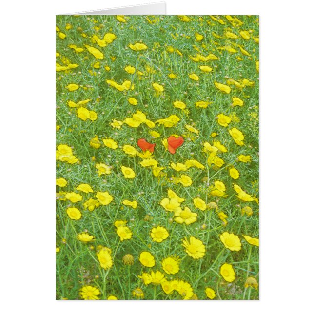 ポピーの水色 (正面)