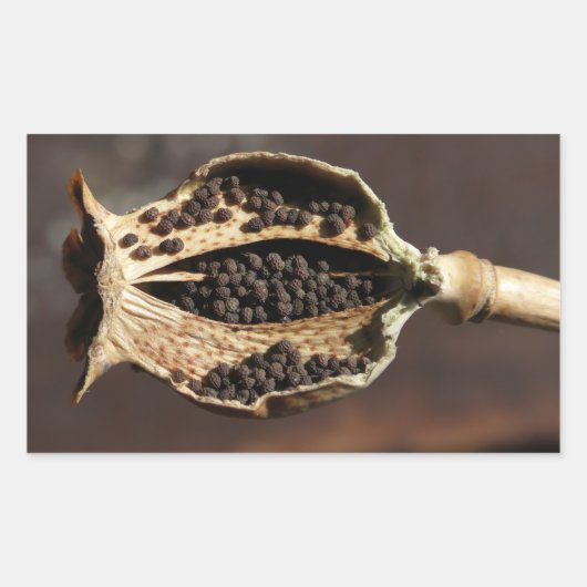 ポピーの花の莢の中 長方形シール (正面)